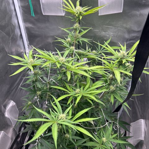 Black Mac!! growlog photo: Defoliation trim 