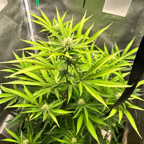 Black Mac!! growlog timeline photo