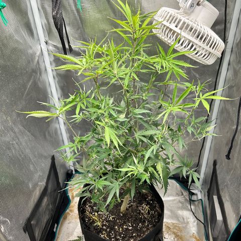 Chemdawg !!! growlog photo: Defoliation 