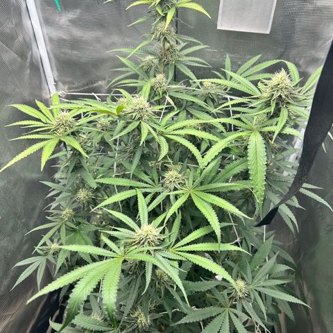 Black Mac!! growlog timeline photo