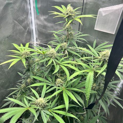 Black Mac!! growlog timeline photo
