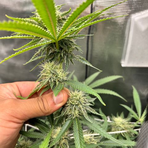 Black Mac!! growlog timeline photo