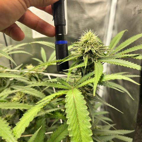 Black Mac!! growlog timeline photo