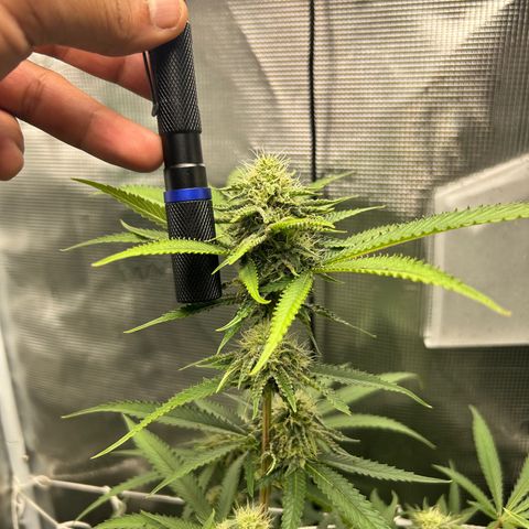 Black Mac!! growlog timeline photo