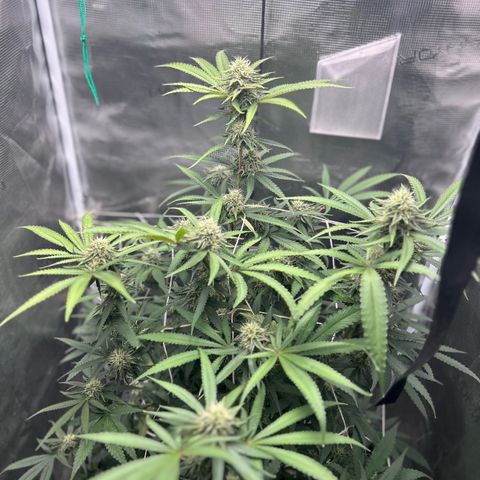 Black Mac!! growlog timeline photo