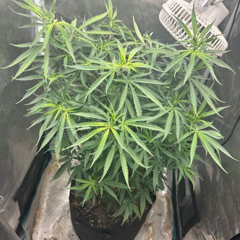 Chemdawg !!! growlog timeline photo