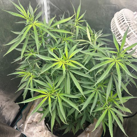 Chemdawg !!! growlog timeline photo