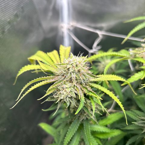 Black Mac!! growlog timeline photo