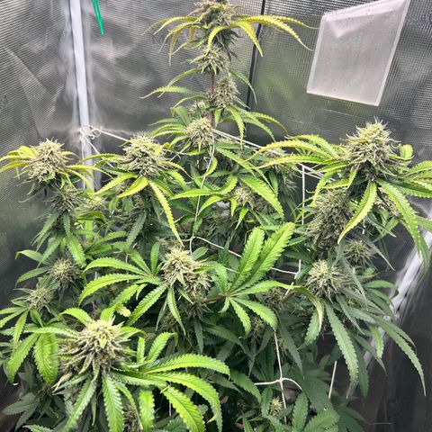 Black Mac!! growlog timeline photo