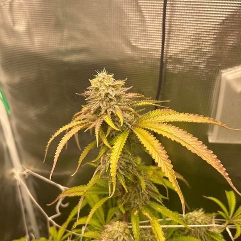 Black Mac!! growlog timeline photo