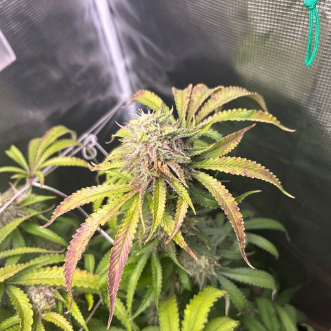 Black Mac!! growlog timeline photo