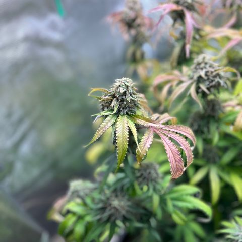 Black Mac!! growlog photo: Pulling today to harvest !