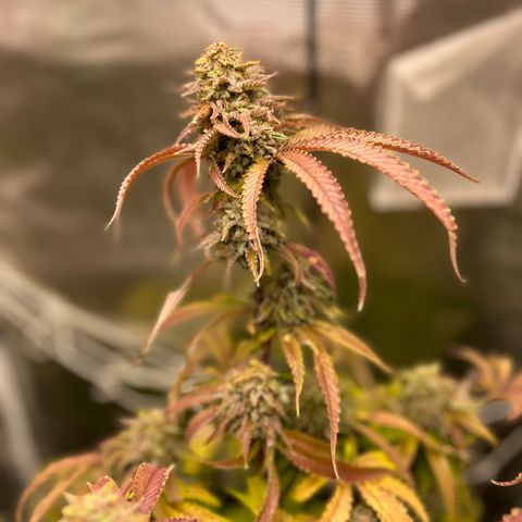 Black Mac!! growlog photo: Pulling today to harvest !