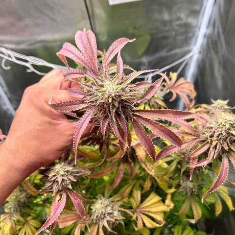 Black Mac!! growlog photo: Pulling today to harvest !