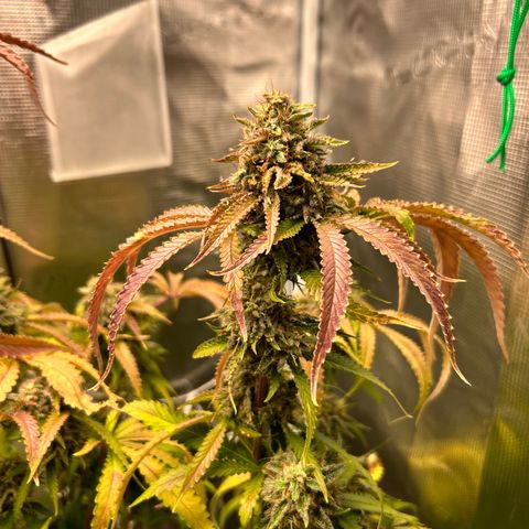 Black Mac!! growlog photo: Pulling today to harvest !