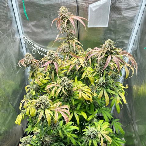 Black Mac!! growlog photo: Pulling today to harvest !