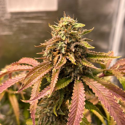 Black Mac!! growlog timeline photo