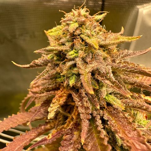 Black Mac!! growlog timeline photo