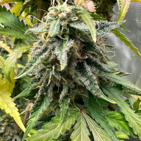 Black Mac!! growlog timeline photo