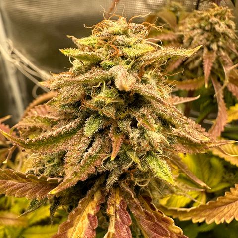 Black Mac!! growlog timeline photo