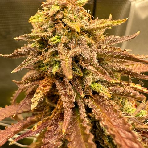 Black Mac!! growlog timeline photo