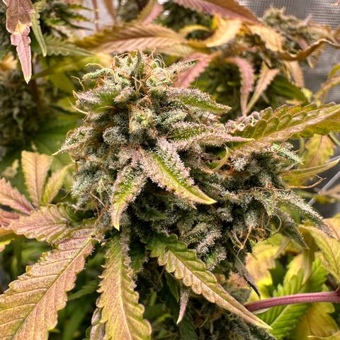 Black Mac!! growlog timeline photo