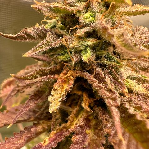 Black Mac!! growlog timeline photo