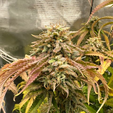 Black Mac!! growlog timeline photo