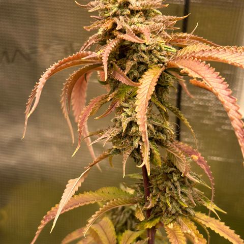 Black Mac!! growlog timeline photo