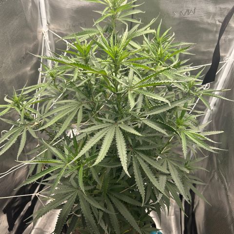 Chemdawg !!! growlog timeline photo