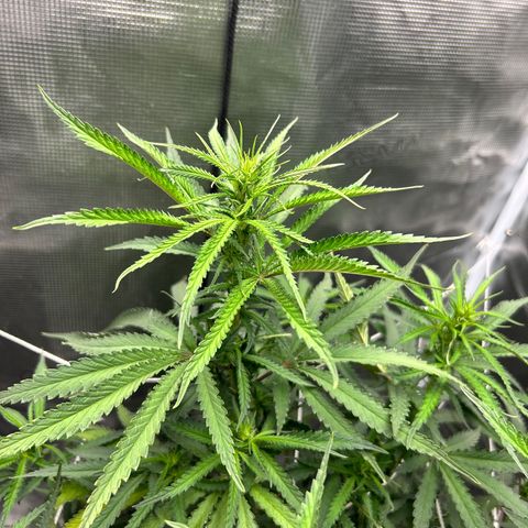 Chemdawg !!! growlog timeline photo