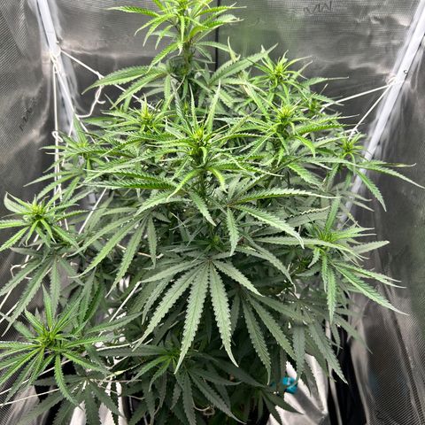 Chemdawg !!! growlog timeline photo