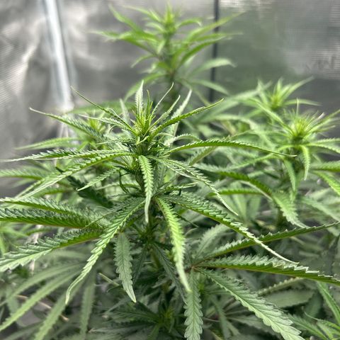 Chemdawg !!! growlog timeline photo