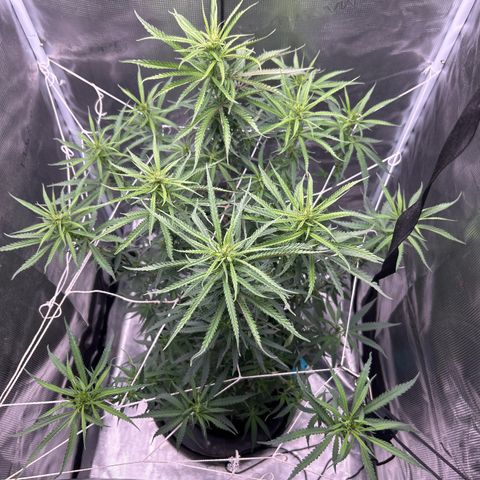 Chemdawg !!! growlog timeline photo