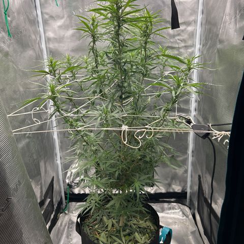 Chemdawg !!! growlog timeline photo