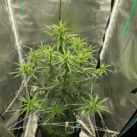 Chemdawg !!! growlog timeline photo