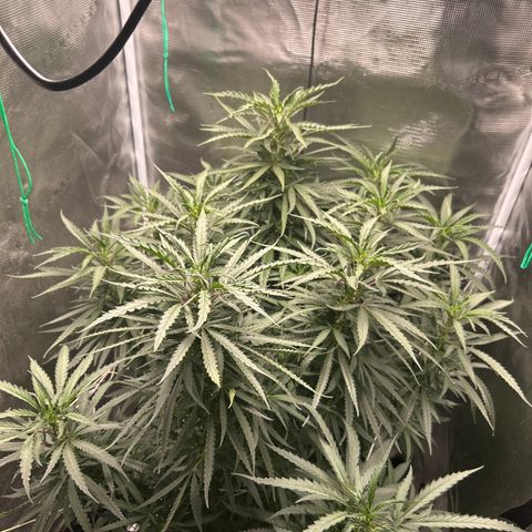 Chemdawg !!! growlog timeline photo