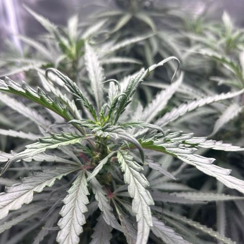 Chemdawg !!! growlog timeline photo