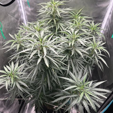 Chemdawg !!! growlog timeline photo