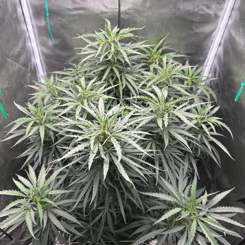Chemdawg !!! growlog timeline photo