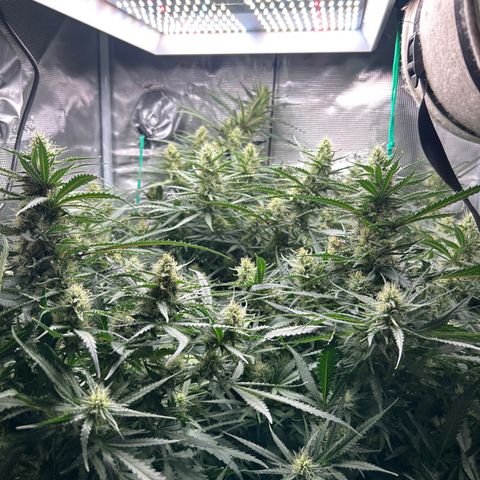 Chemdawg !!! growlog timeline photo