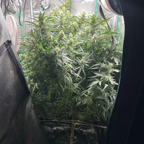 Chemdawg !!! growlog timeline photo