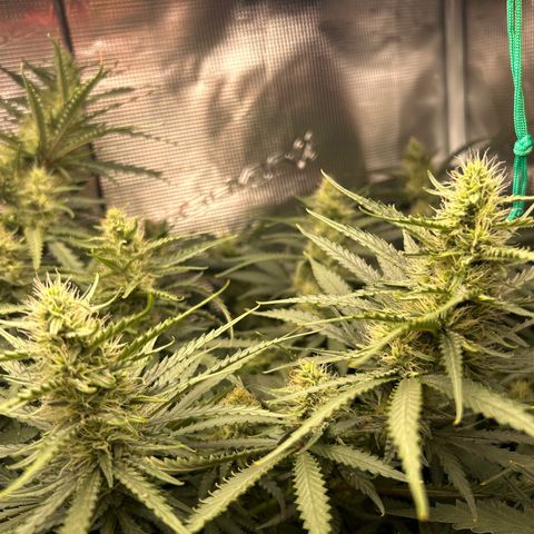 Chemdawg !!! growlog timeline photo