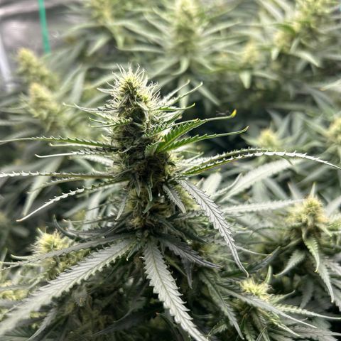 Chemdawg !!! growlog timeline photo