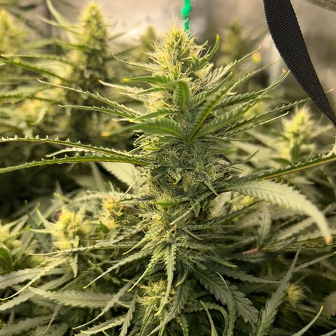 Chemdawg !!! growlog timeline photo