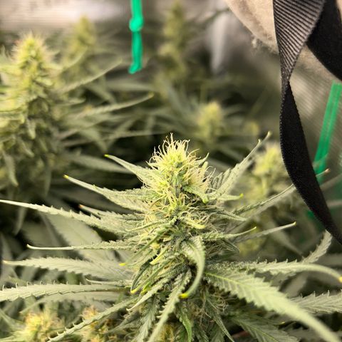 Chemdawg !!! growlog timeline photo