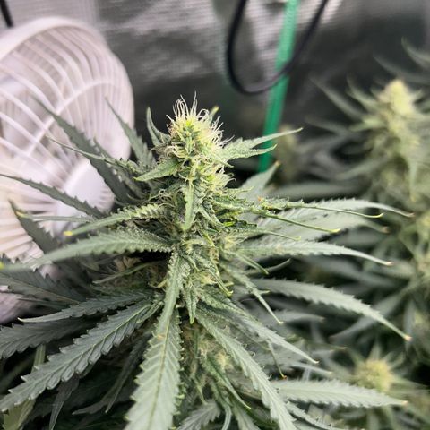 Chemdawg !!! growlog timeline photo