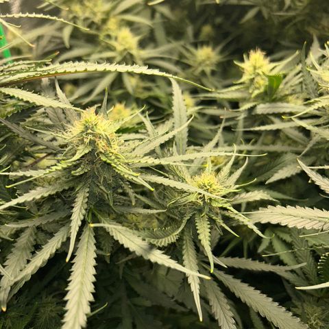 Chemdawg !!! growlog timeline photo