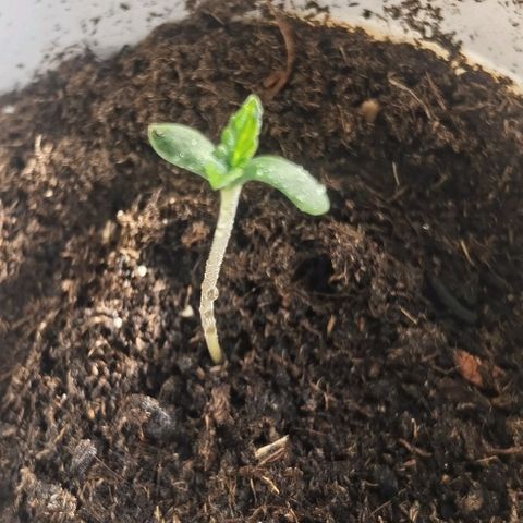 Purple punch growlog photo: Fan leaves growing