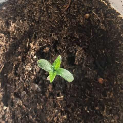 Purple punch growlog photo: Fan leaves growing